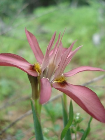 Moraea ciliata from the side